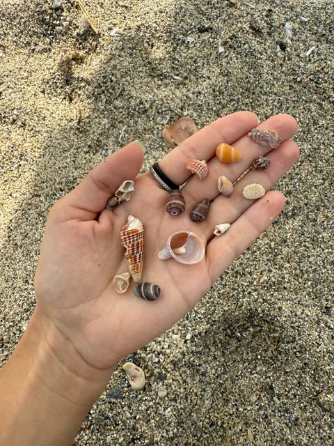 Eine Hand voller kleiner Muscheln und Strandfunde